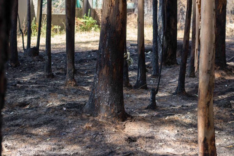 Lee más sobre el artículo Lacra medioambiental. Los incendios y la deforestación