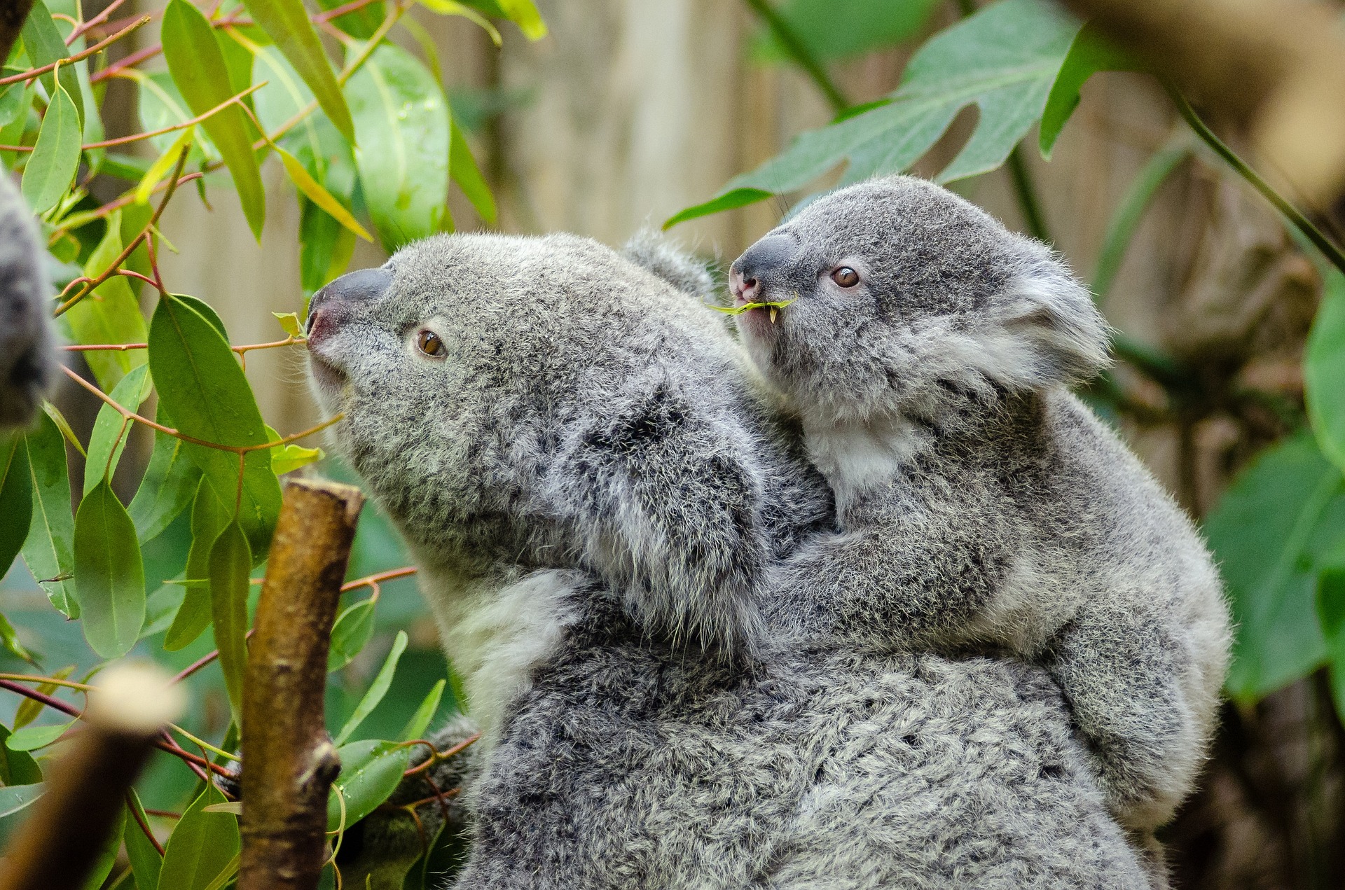 En este momento estás viendo Los koalas una especie en extinción