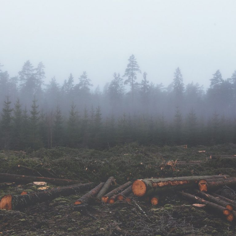 Lee más sobre el artículo Aumento de la plantación y tala de árboles en Europa