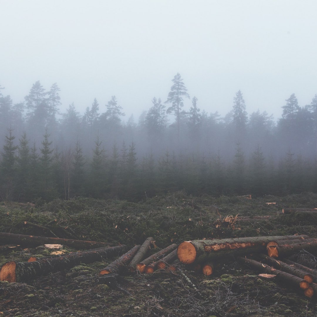 En este momento estás viendo Aumento de la plantación y tala de árboles en Europa